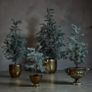 Cedertræ m/potte H60cm