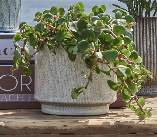 Tips til at vælge de perfekte vaser og krukker til din indretning